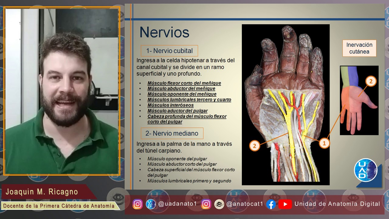Palma de la mano: Teórico sobre conceptos básicos y generales