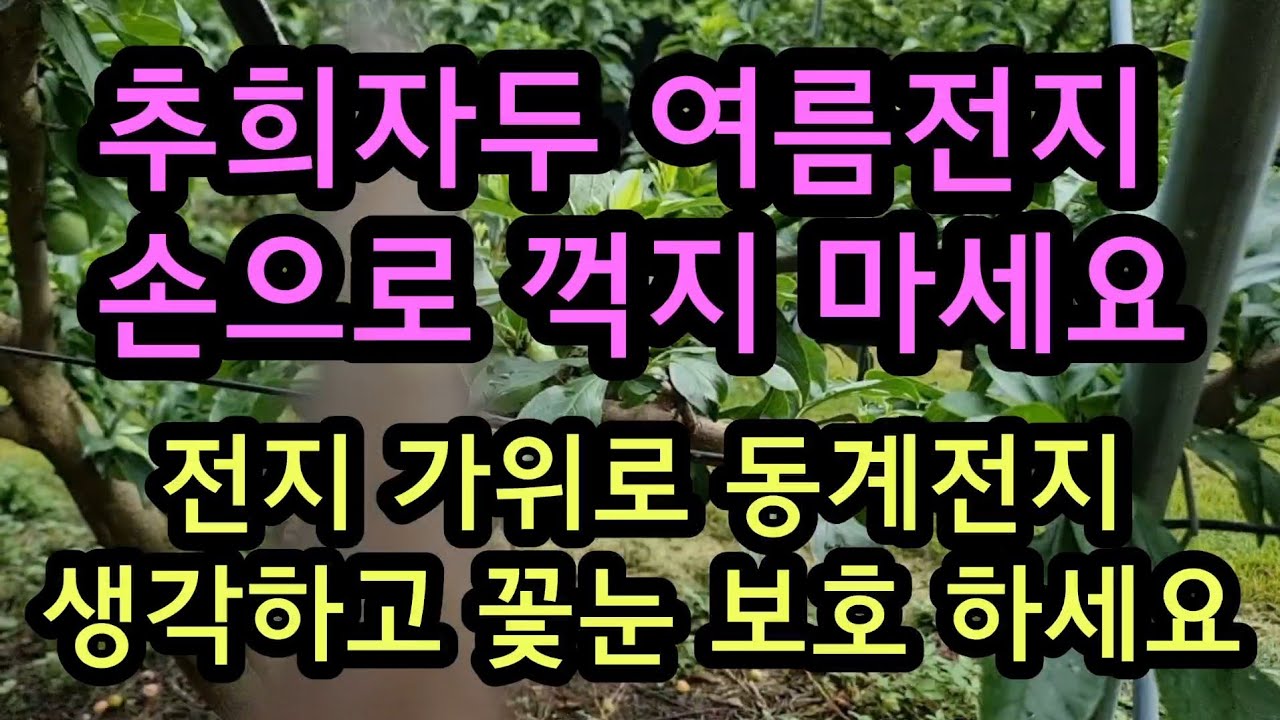 자두 나무  2~3차 여름 전지 손으로 꺽지마세요 꽃눈도 함께 손실 됩니다 추희자두 도담자두