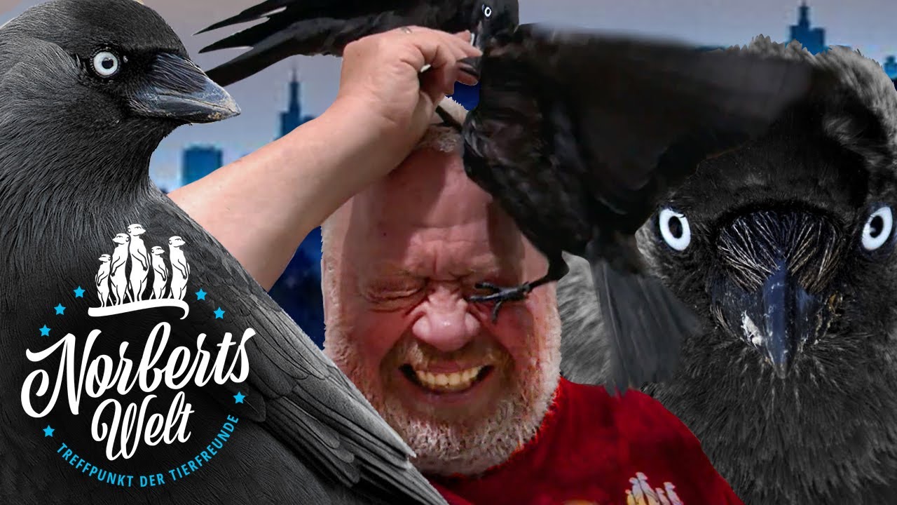 DOHLEN ATTACKIEREN Norbert Zajac | Die schlauesten Vögel | NORBERTS WELT | Zoo Zajac