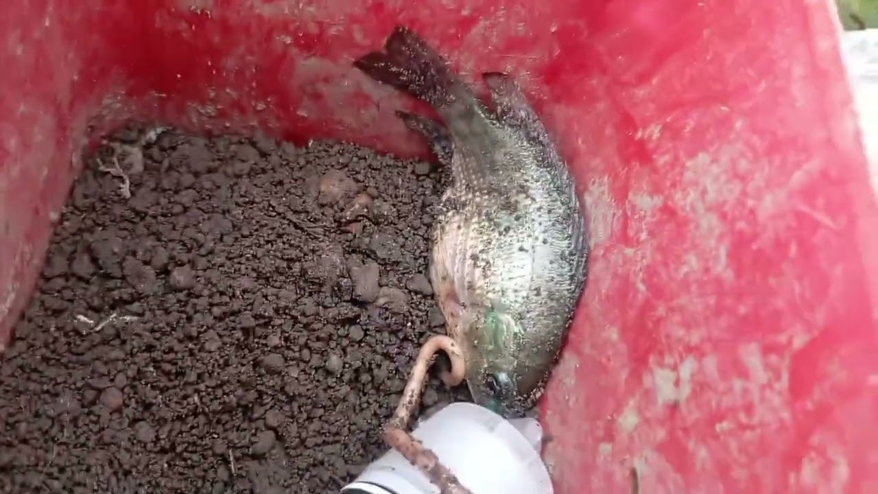 MANCING DI SPOT YANG LAGI VIRAL DAERAH MOJOKERTO! 