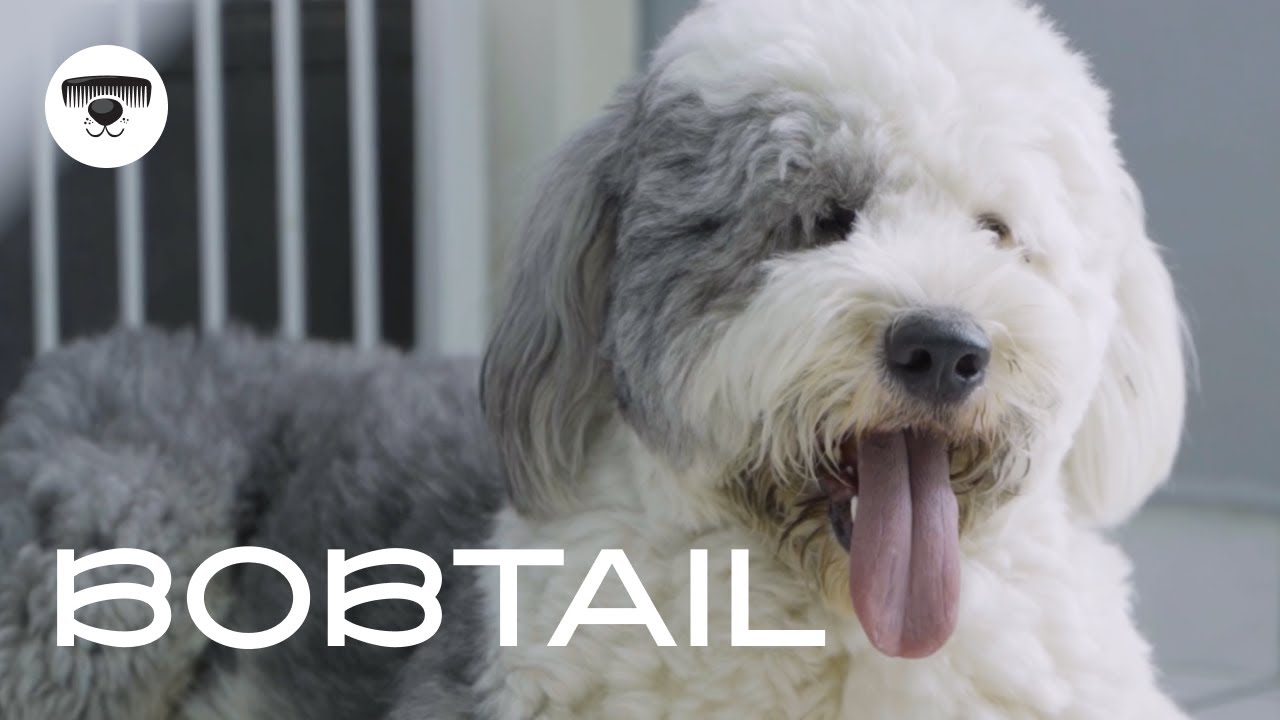 BIG DOG without a Tail - English sheepdog - Grooming in salon