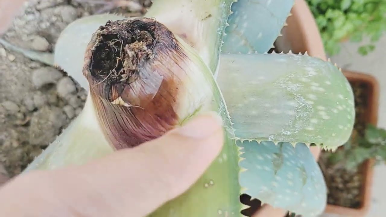 ALOE VERA NIYE CURUDU? ALOE VERA NEDEN ERIYIR? ALOE VERANI NECE QURTARMAQ OLAR?