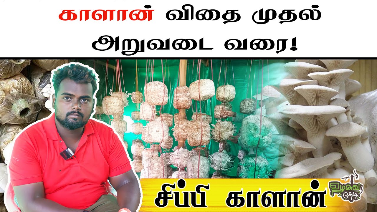 காளான் வளர்ப்பு EXPERT Shares Top Mushroom Farming Secrets!