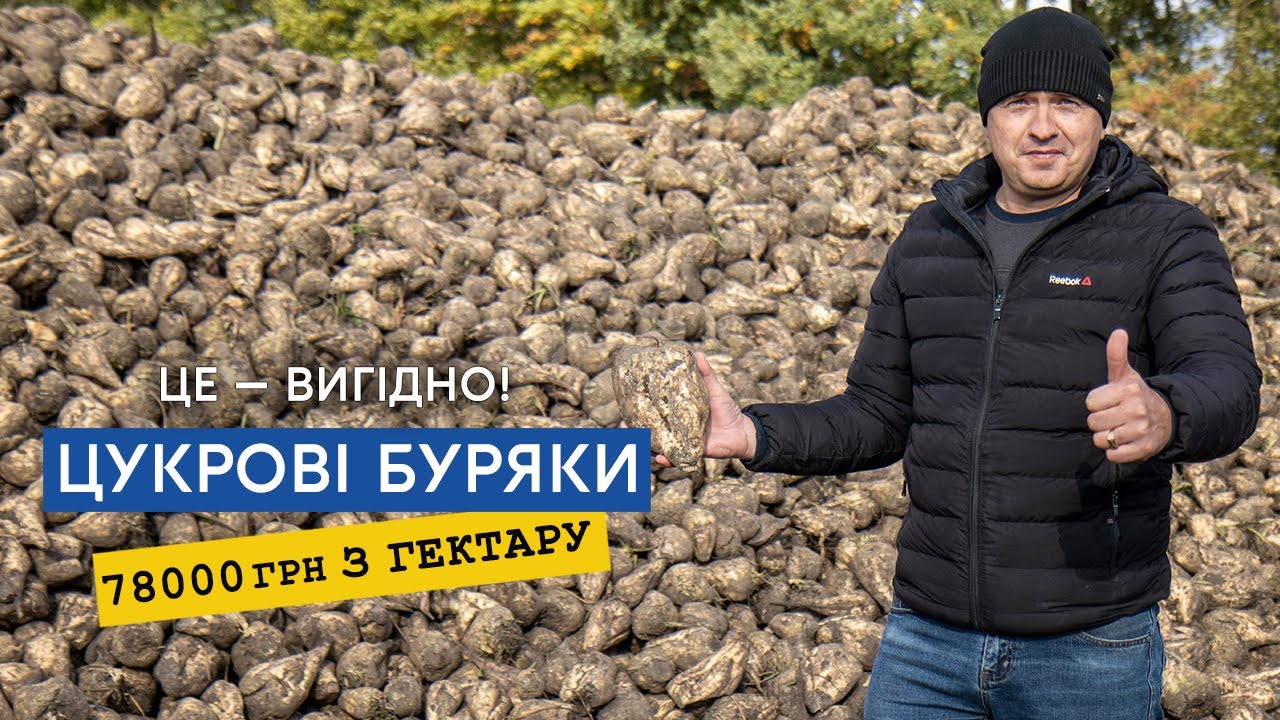 Цукровий буряк єдина культура на якій точно можна гарно заробити!  Вигідна ціна ще на пару сезонів