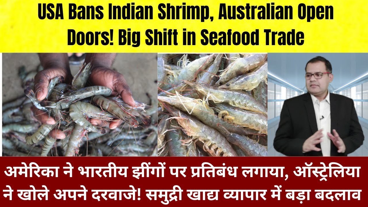 Indian Shrimp Exporters Find New Hope in Australia After U.S. Ban #india #shrimp #indian