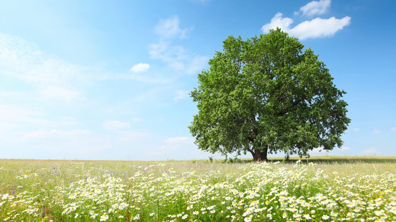 듣자마자 스트레스가 해소되는 힐링음악 🎵 새소리, 명상음악, 아침음악, 요가음악 (Healing Tree)