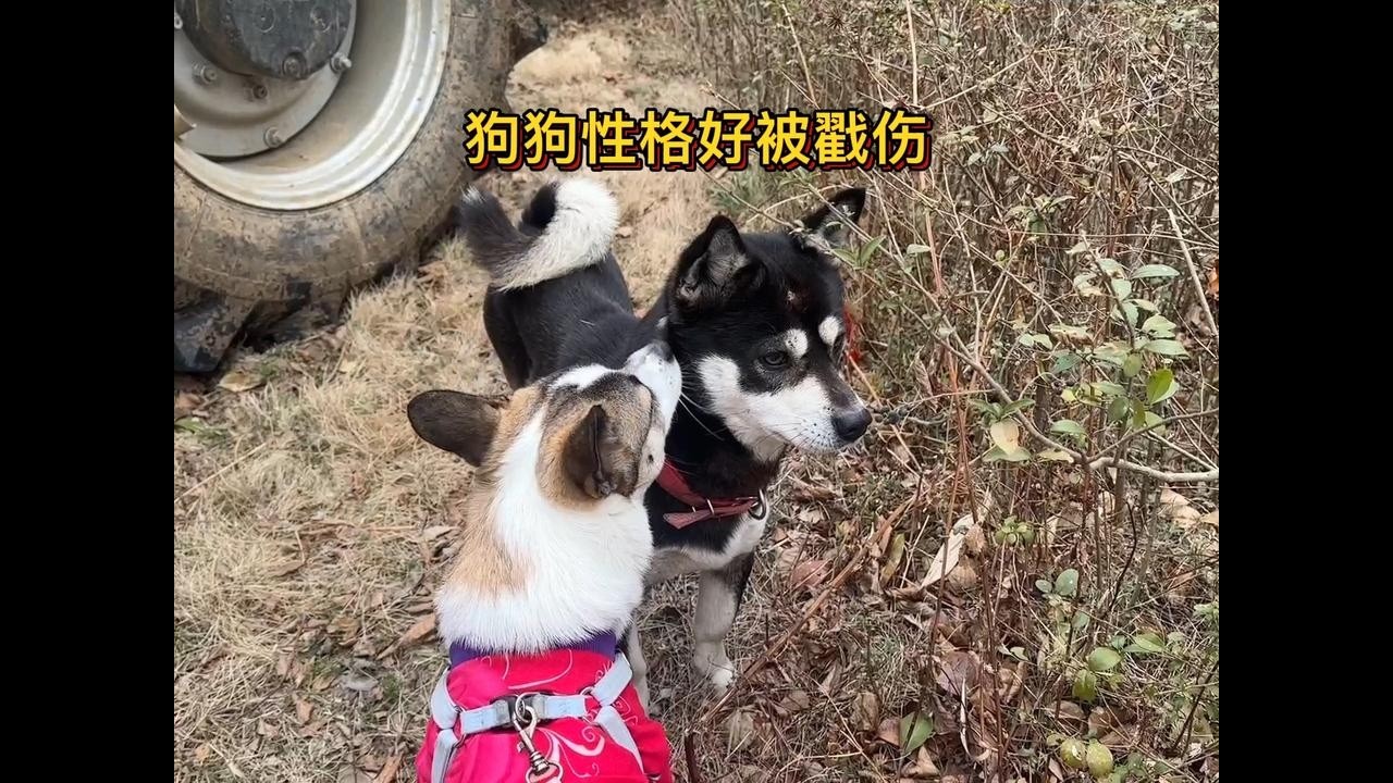 可怜的狗狗因为性格太好，被人戳伤好几次，他现在都变胆小了