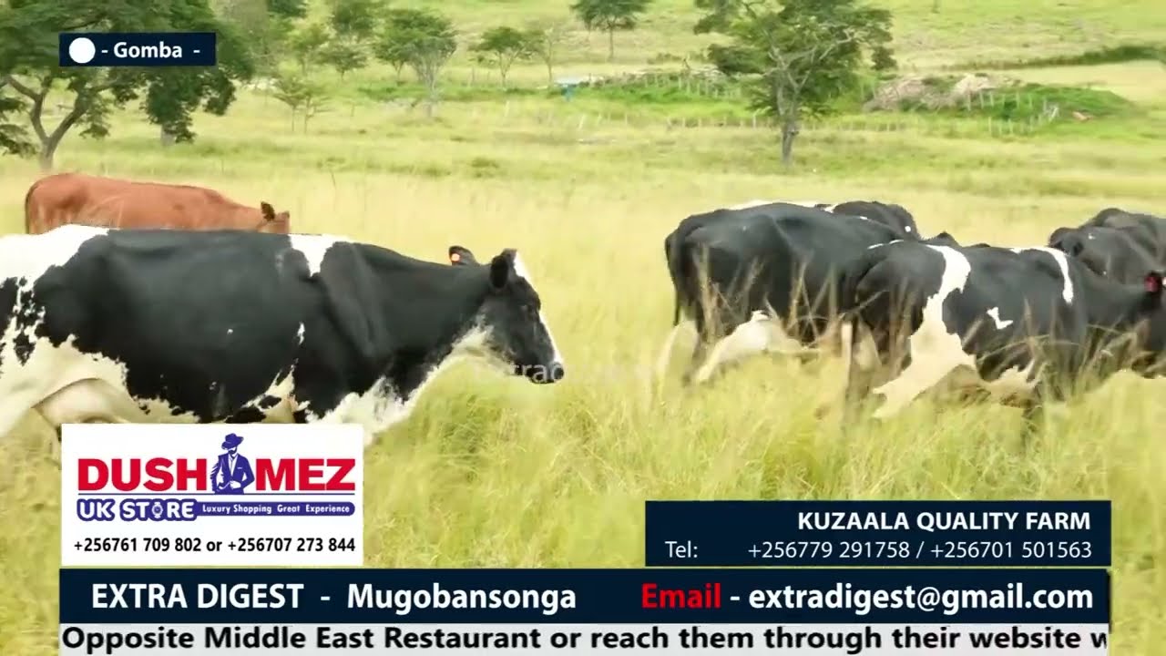 Zizino ente z'amata, ateekateeka okulunda obwavu obugobye_Kuzaala Quality Farm ekuyise_#extradigest