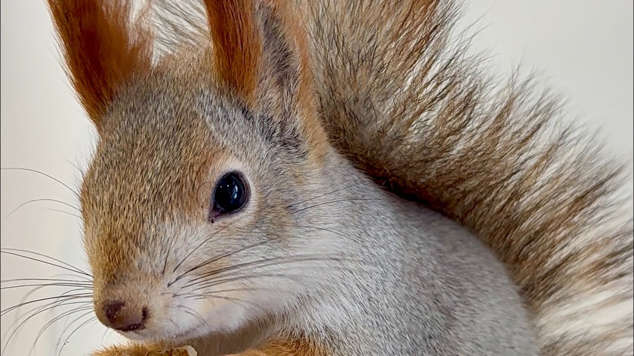 Squirrel and walnut.