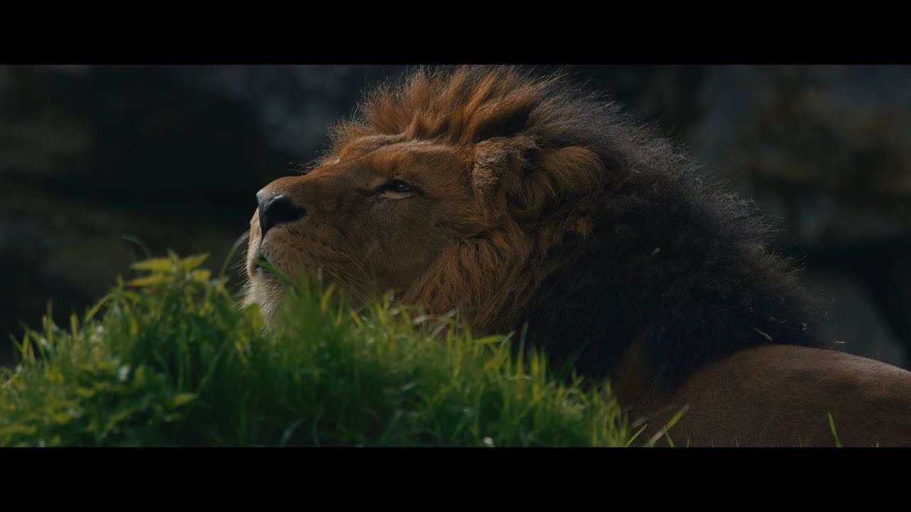 Pairi Daiza - Cinematic Wildlife