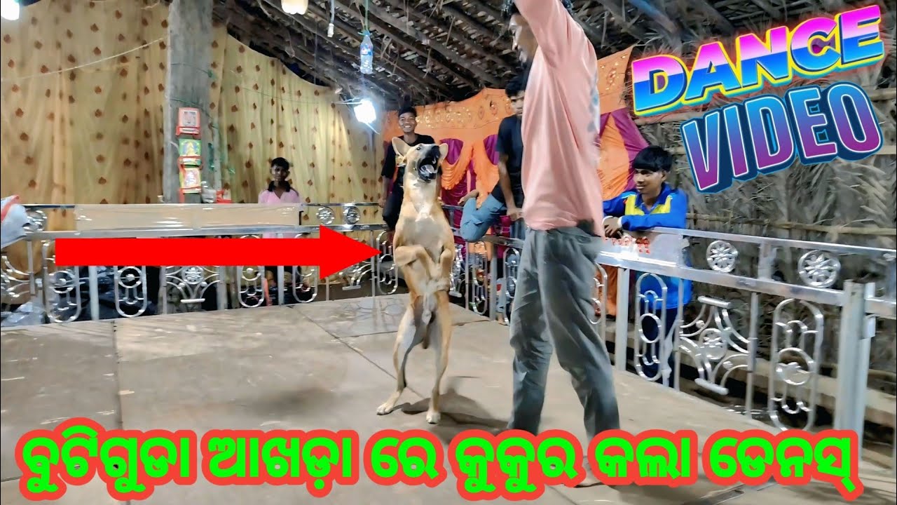 ବୁଟିଗୁଡା ଆଖଡ଼ା ରେ କୁକୁର କଲା ଡେନସ୍ !! Dence video #dama guru #natak #akhada #video 
