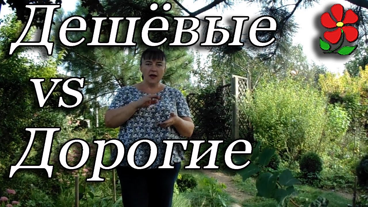 Дорогие или дешёвые саженцы? Плюсы и минусы, тысяча нюансов!