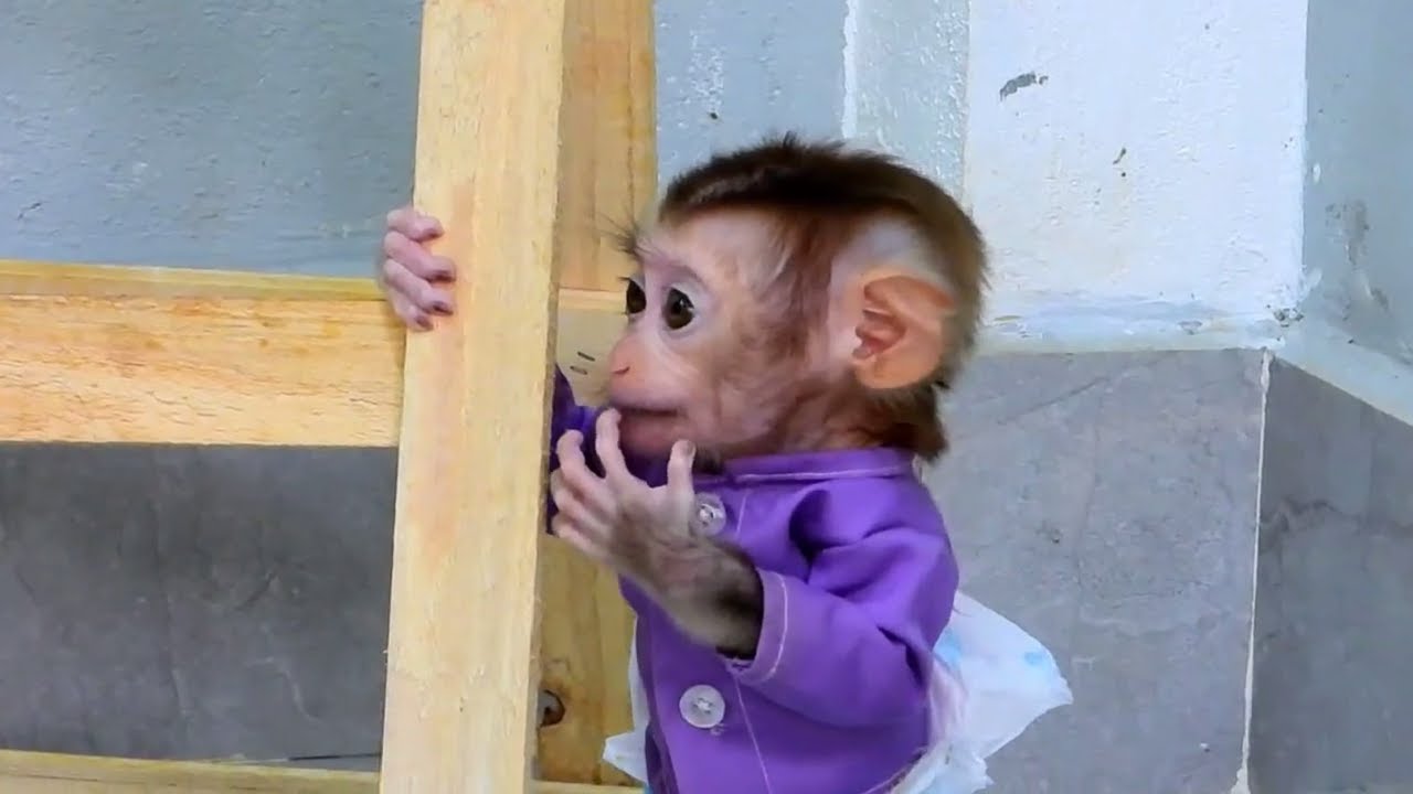 It doesn't matter, the little monkey can play alone