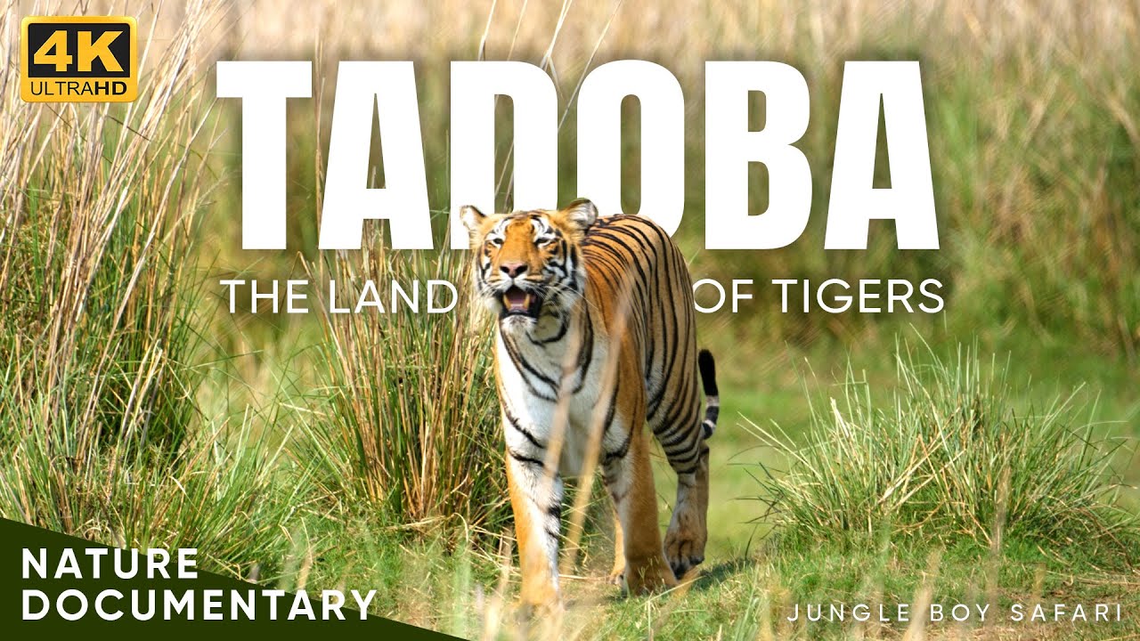 Rezerwat tygrys&oacute;w Tadoba Andhari 🐅 | Nieznane sekrety dzikiej dżungli Indii | Jungle Boy Safari