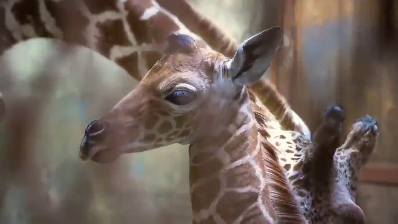 Ja Morant Meets Ja Raffe [his 
