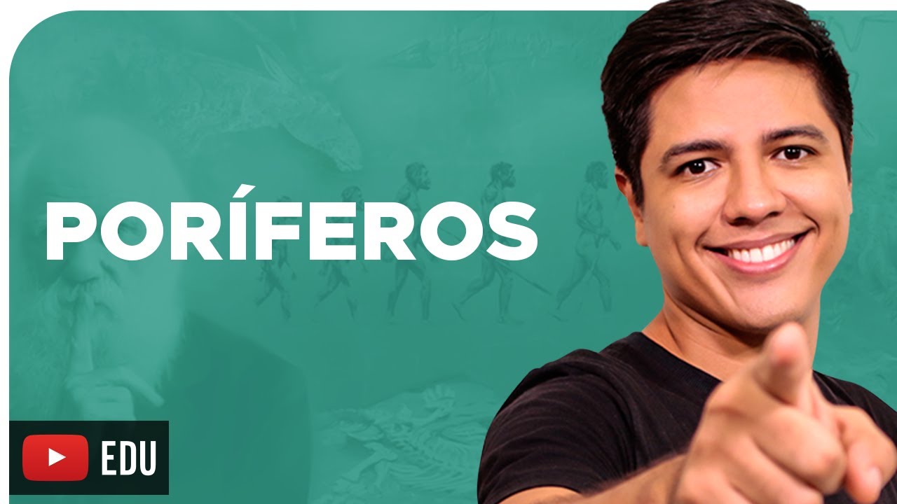 PORÍFEROS - ZOOLOGIA - REINO ANIMALIA - Prof. Kennedy Ramos