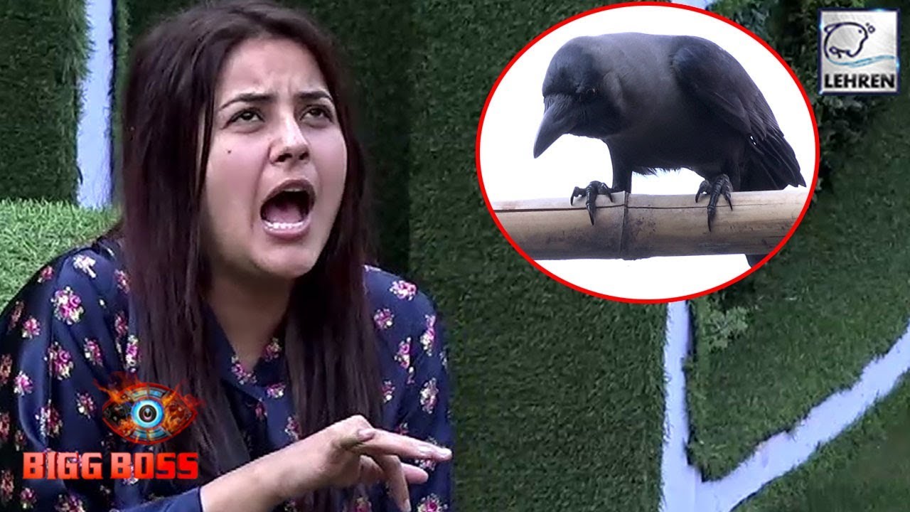 Bigg Boss 13 Preview: Shehnaaz Gill&rsquo;s Funny Conversation With A &lsquo;CROW&rsquo;