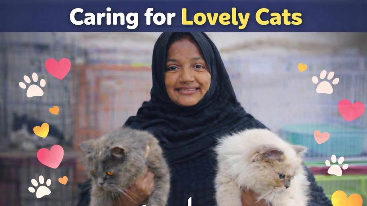 Lovely cat 😺🥰 Shaheen Rajpoot 🔥