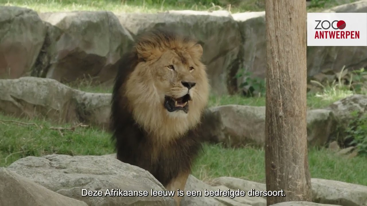 Drieling leeuwenwelpen geboren in ZOO Antwerpen