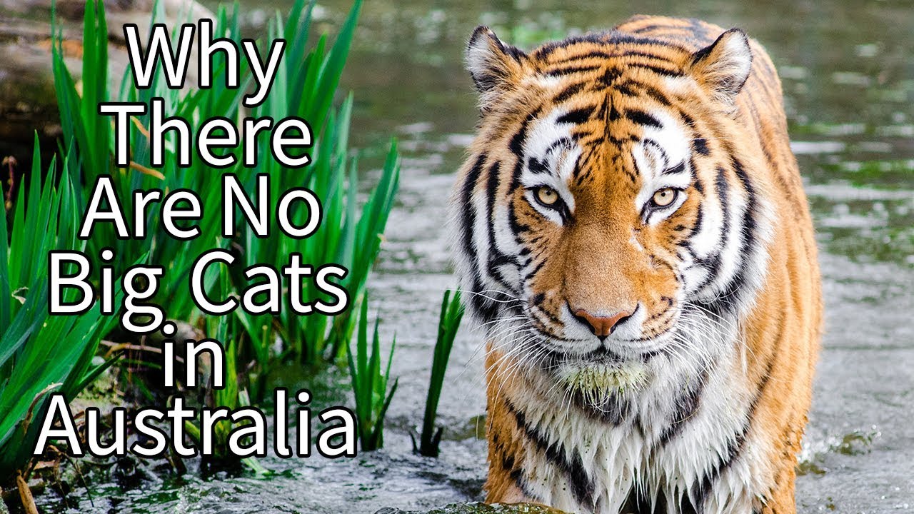 Why There Are No Big Cats in Australia