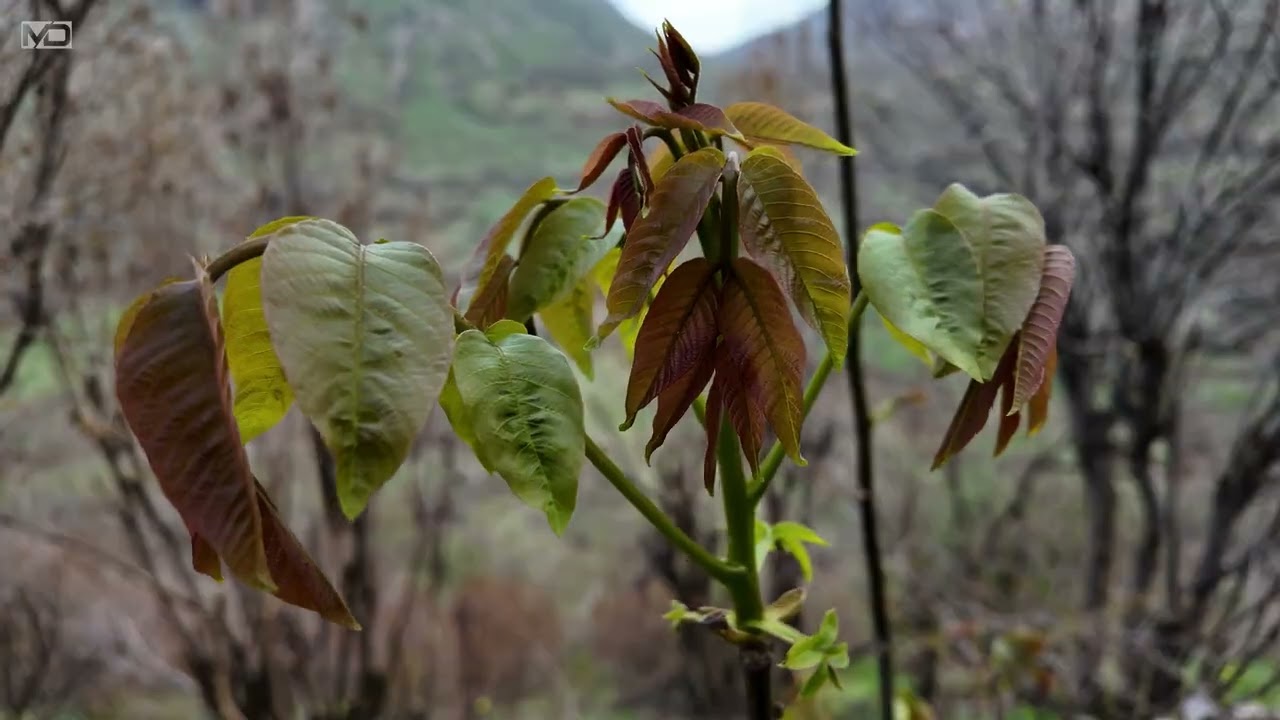 Dargalla Village - گوندی دەرگەڵە