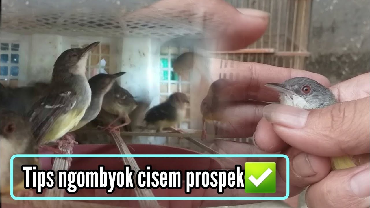 Cara memilih ciblek semi ombyokan yang bagus✅