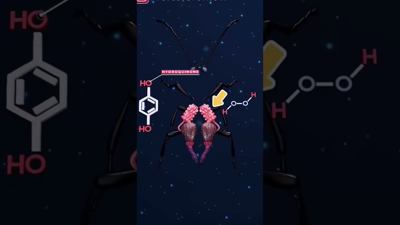 THE TINY BEETLE WITH THE MOST EXPLOSIVE SELF DEFENCE IN THE NATURE 🐞😱