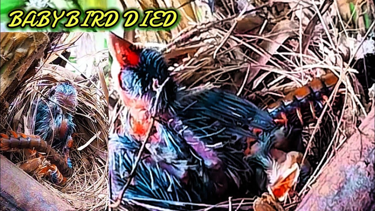 BAYI BURUNG KESAKITAN DAN MATI DISENGAT LIPAN