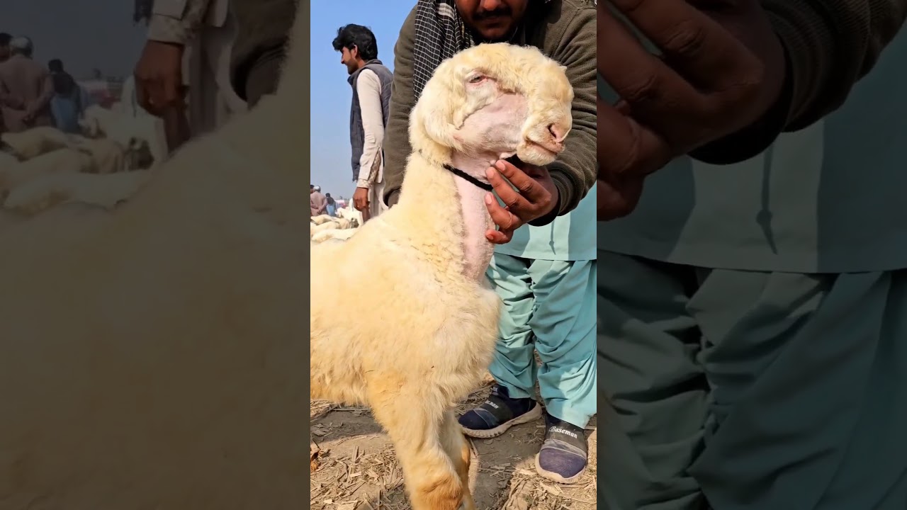 mundra chatra dera ghazi khan 2023 ) 03490690544 Sabir goat Sasti Mandi #video #status #film #drama