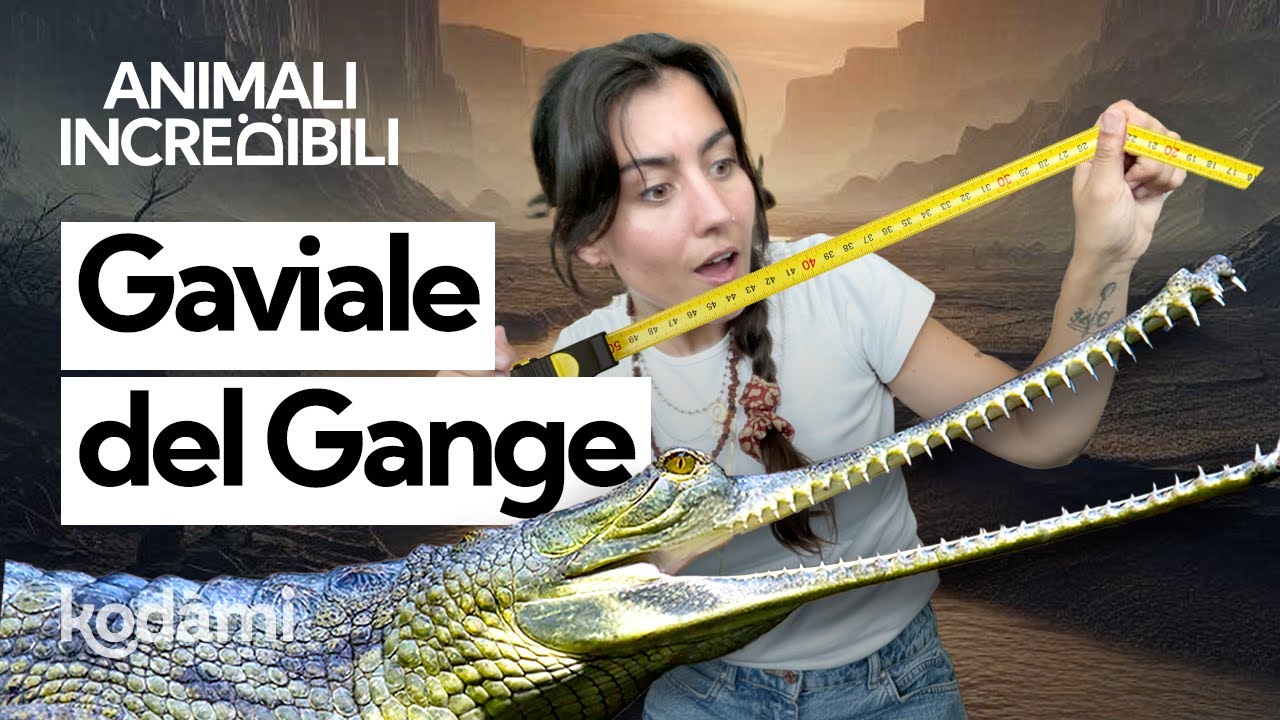 Sembra un coccodrillo col muso lunghissimo, ma è il gaviale: sai che animale è?