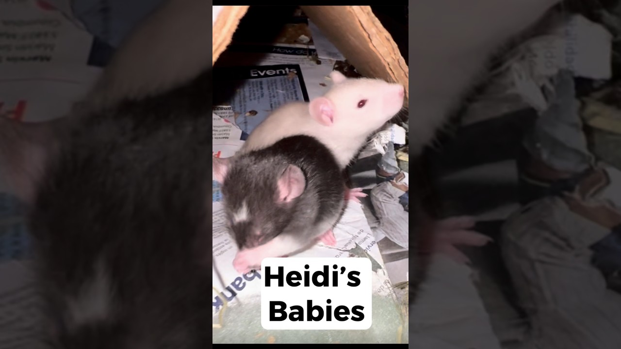 Heidi’s Babies 🐁 #ytshorts #animallovers #babyanimals #foryourpage #fypシ゚
