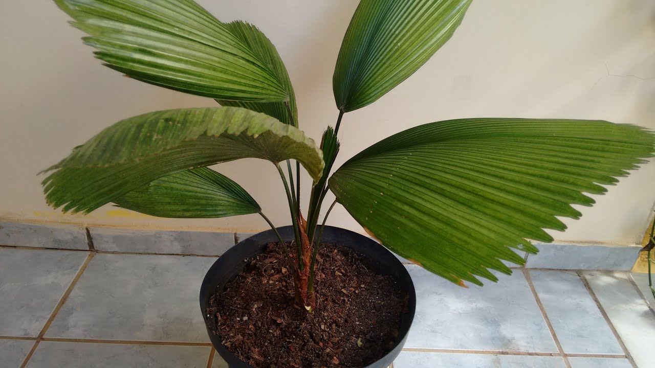 Palmeira leque (licuala) adubação, poda e como cuidar.
