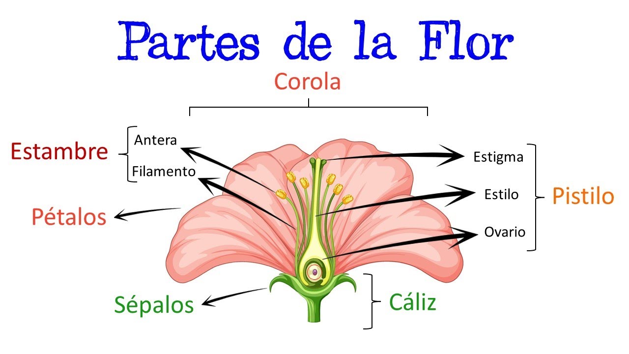 🌷 Partes de la Flor y sus Funciones 🌻 [Fácil y Rápido] | BIOLOGÍA |