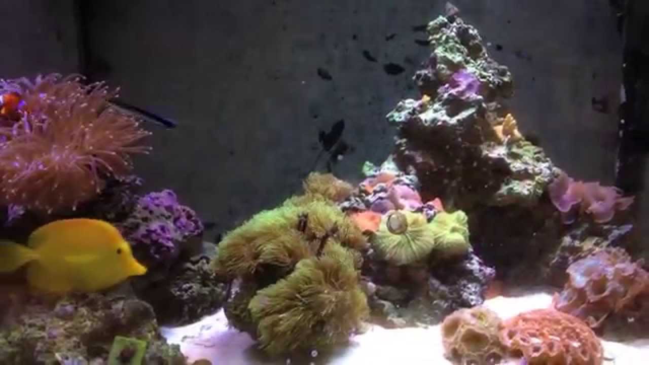 75 Gallon in wall reef tank 
