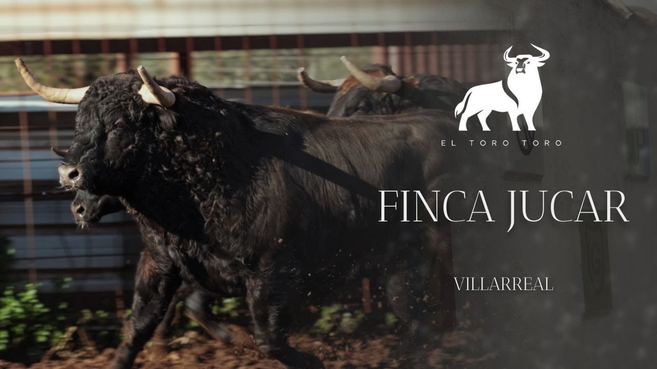 REPORTAJE EN LA FINCA JUCAR | Toros bravos en Villarreal