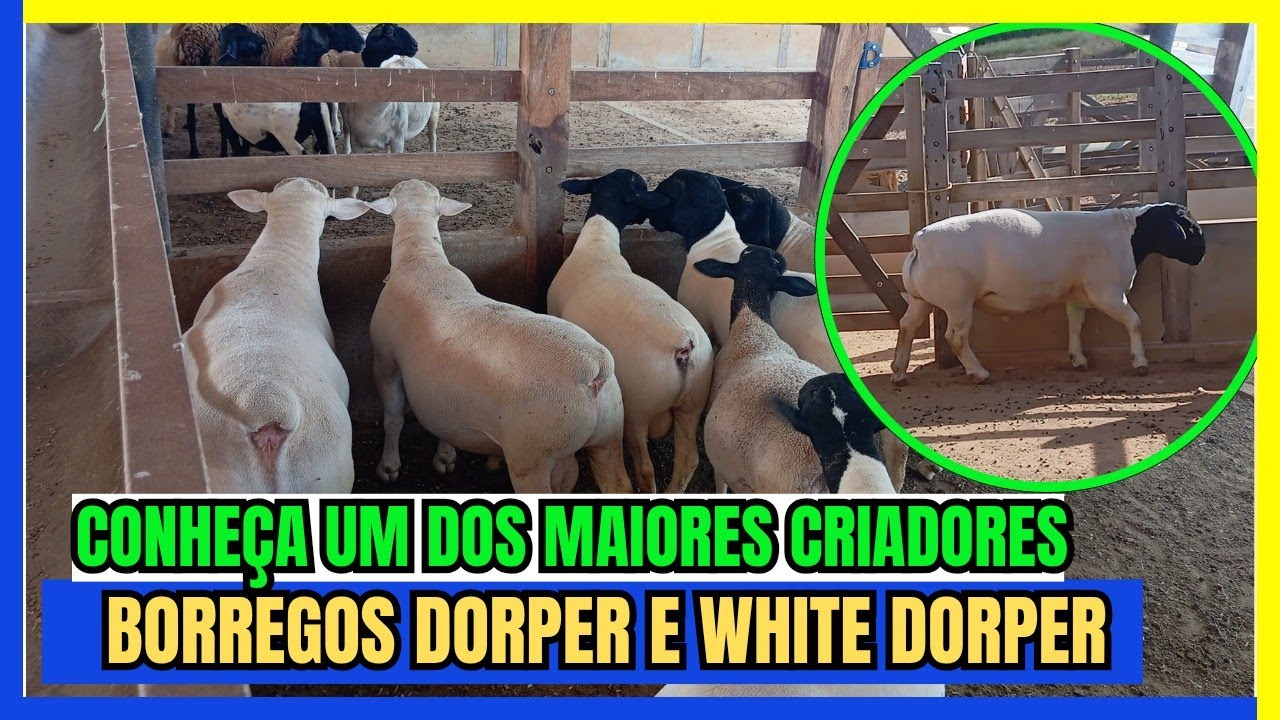 OVELHAS DORPER E WHITE DORPER UM DOS MAIORES CRIADORES DA REGIAO #dorper #berganes #misterdorper