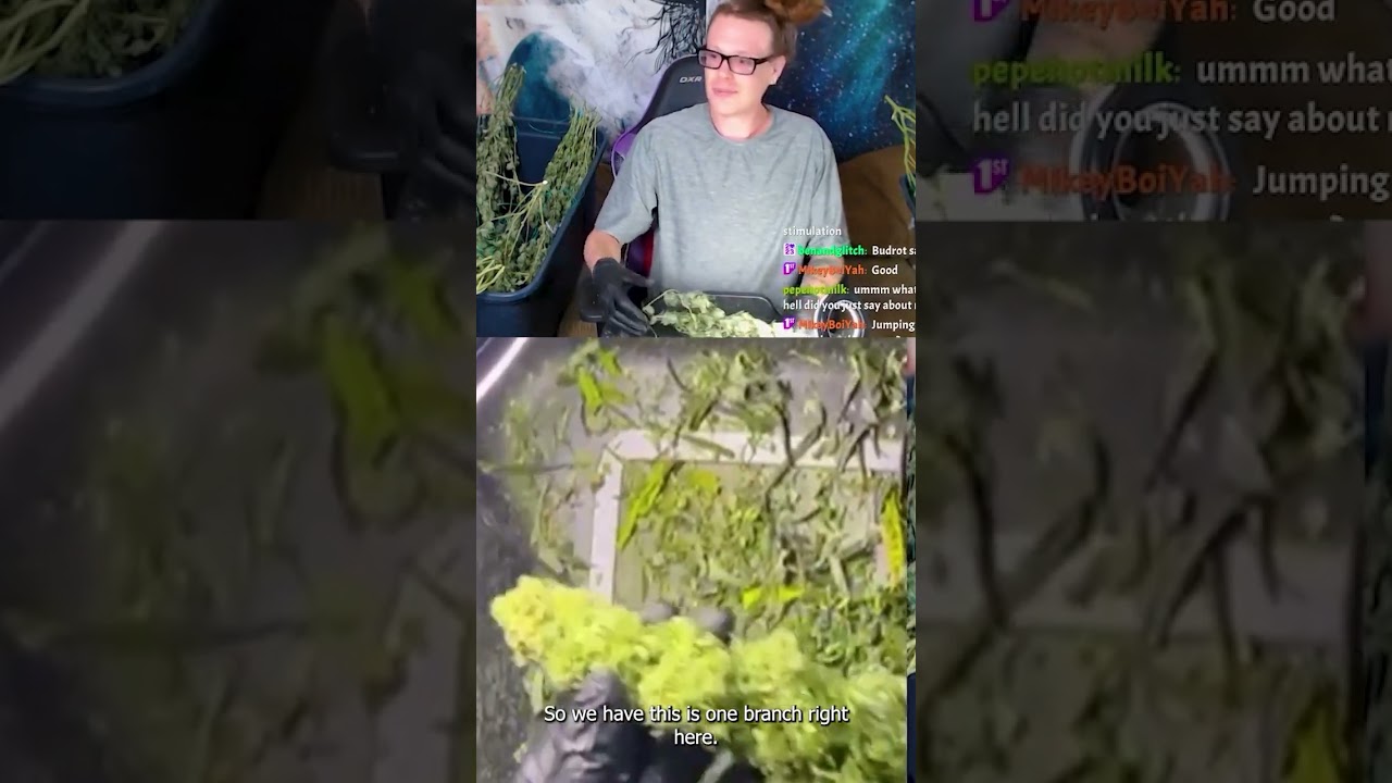 Seedsman Seeds WINNER - Black sugar - pt2.