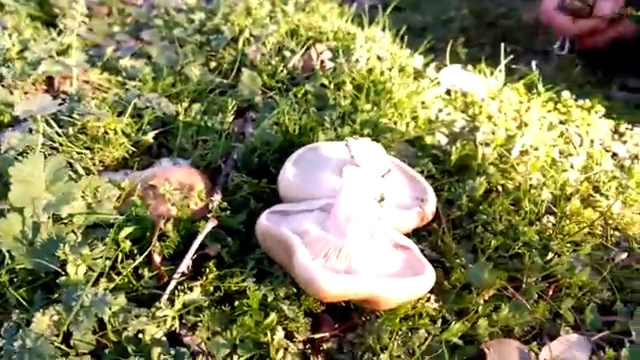 Micelio de lepista personata HD