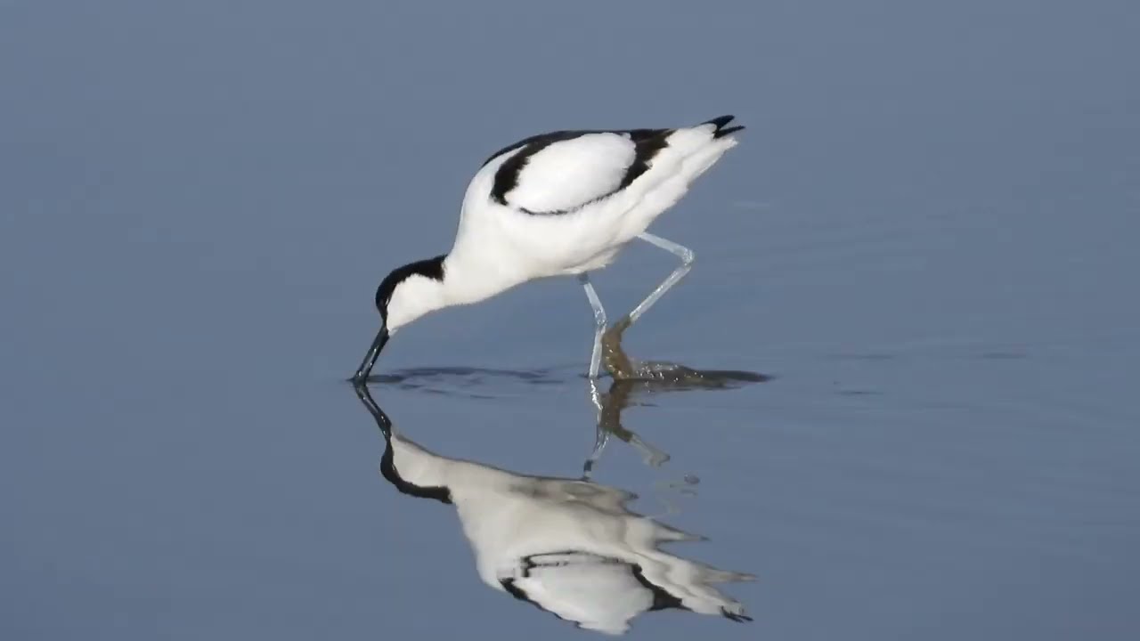 Steart Marshes Birding April '22