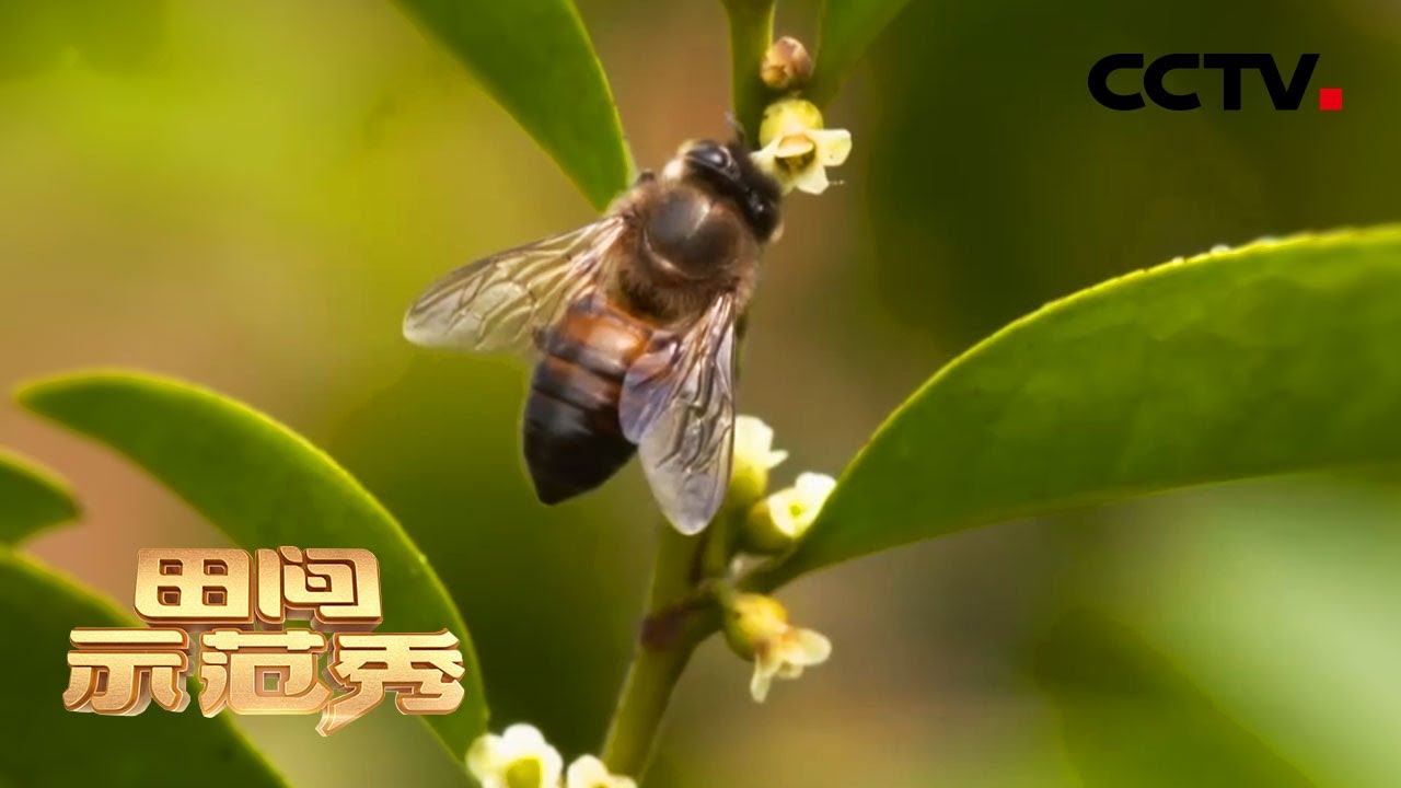 养蜂人遭遇“甜蜜的烦恼”！蜜蜂离奇死亡，到底是怎么一回事？| CCTV「田间示范秀」20210316