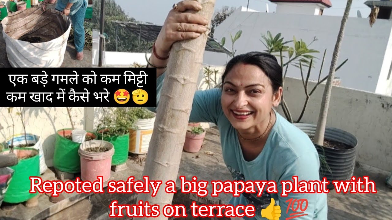 एक बड़े गमले को कम मिट्टी कम खाद में कैसे भरे 🤩🫡 repoted a big papaya plant with fruits on terrace👍