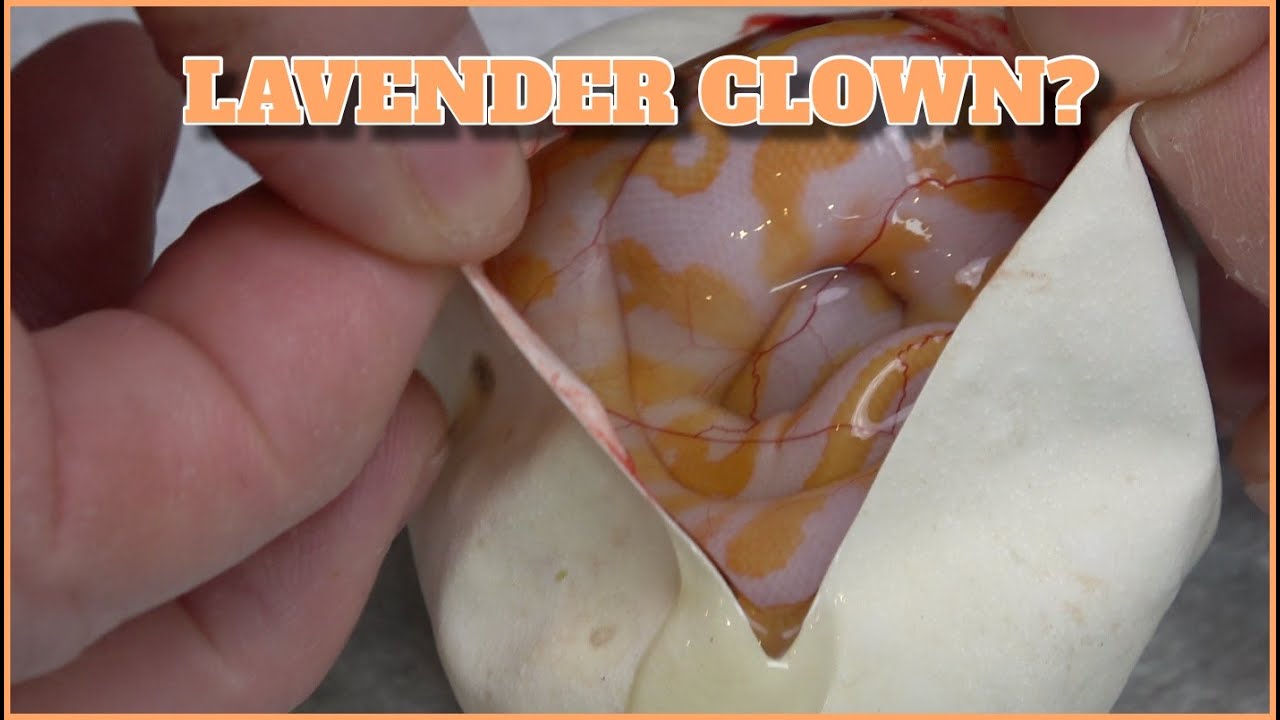 Lavender Clown Clutch! Can We Hit A Grail! Egg Cutting