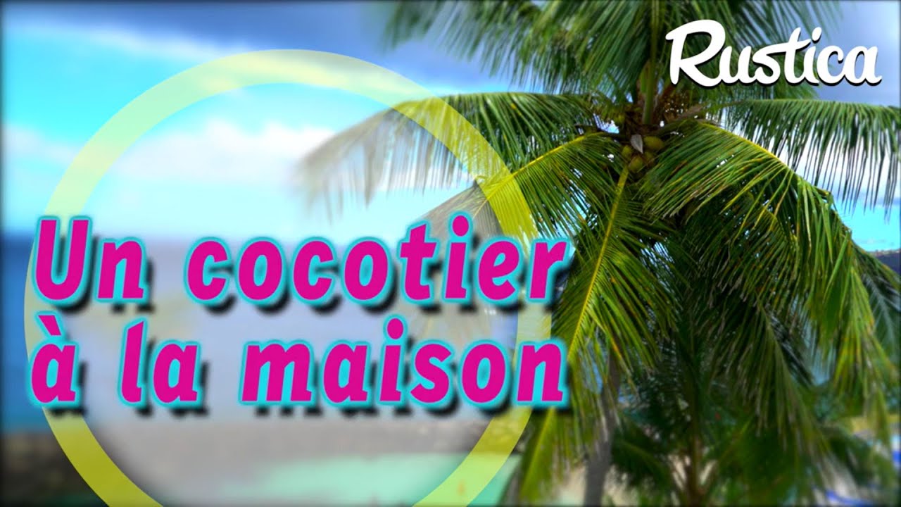 Le cocos nuciféra