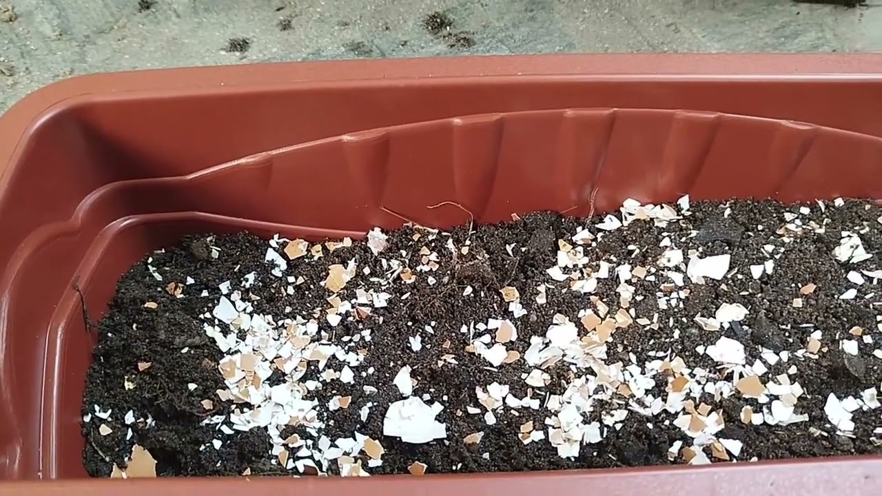 Fazendo o replante de algumas plantinhas!! 🪴🤗