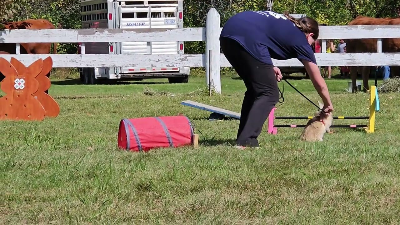 4H Rabbit Agility #4H #4HRabbit #rabbit #rabbitagility