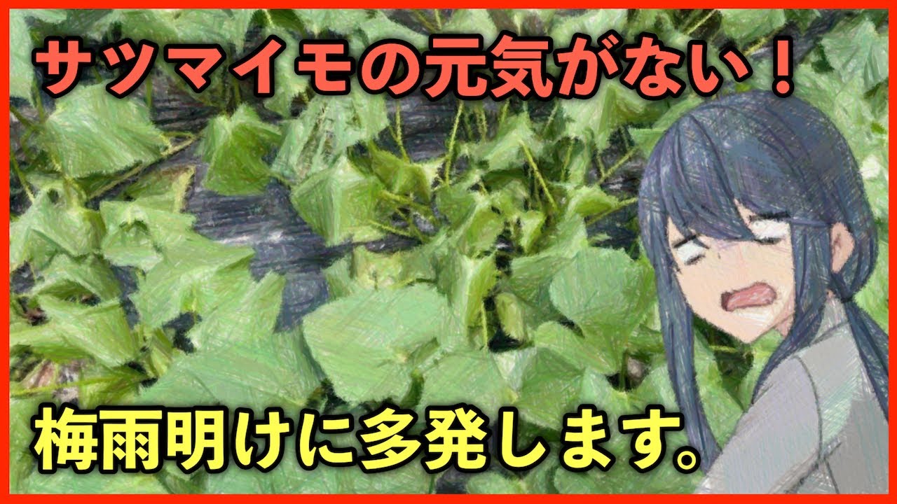 梅雨明けにサツマイモの葉が萎れる原因について！さつまいもの元気がない方は必見です。