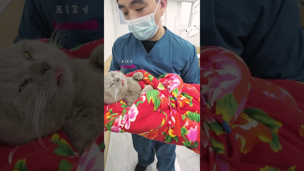 What you need to know before spaying or neutering your cat 🐱 #cat #pets #funny