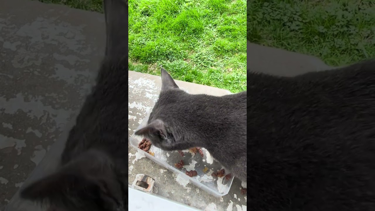 24 février 2026 Le chat mange…….