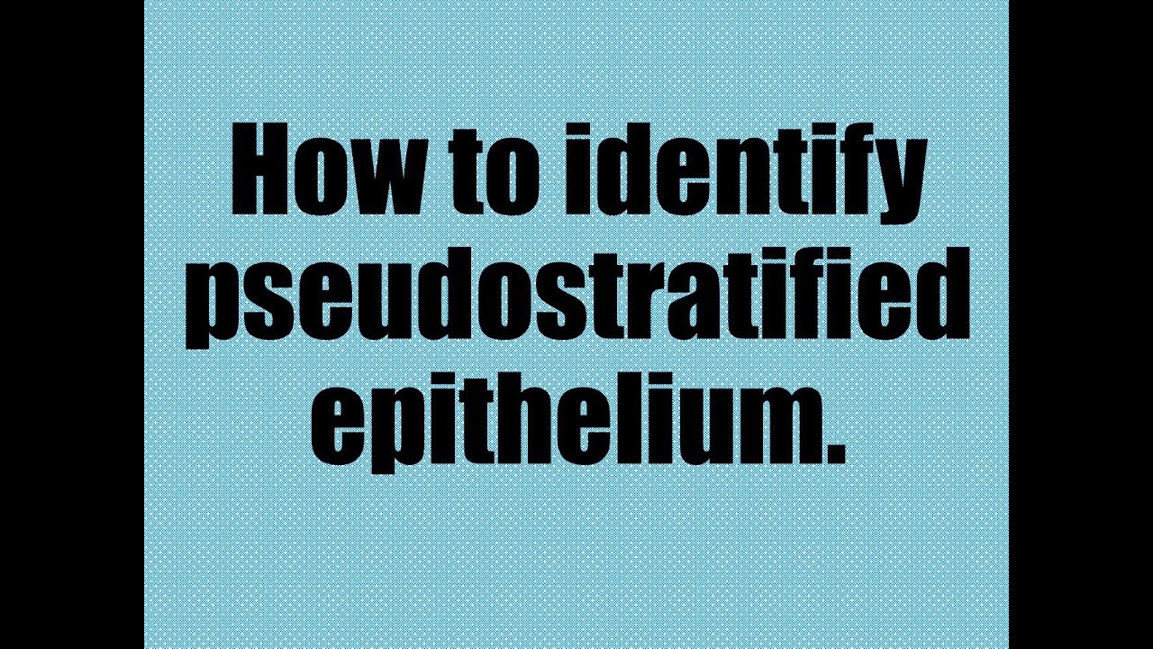 Epithelial Tissue Part 5: Pseudostratified Columnar Epithelium