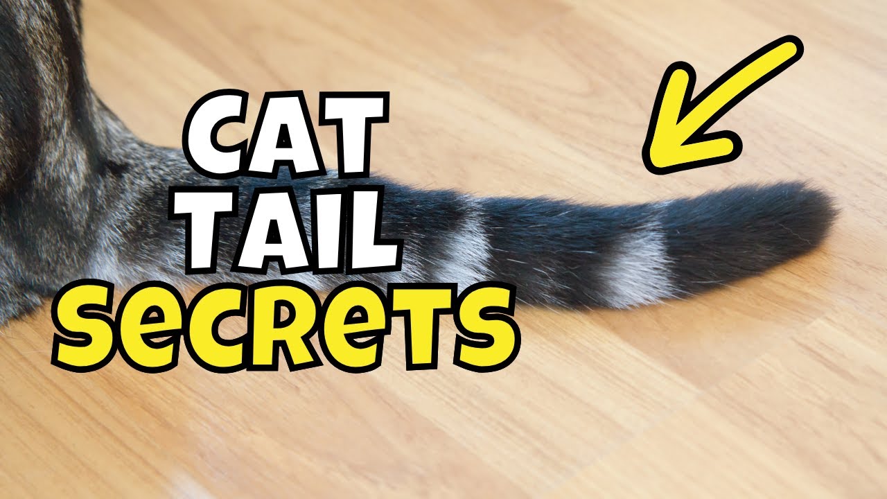 10 Surprising Facts About Your Cat’s Tail